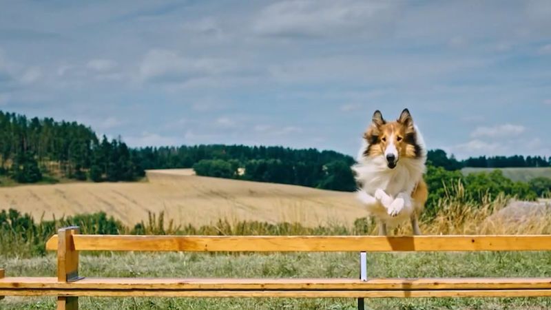 Nový film Lassie vznikal na jihu Čech